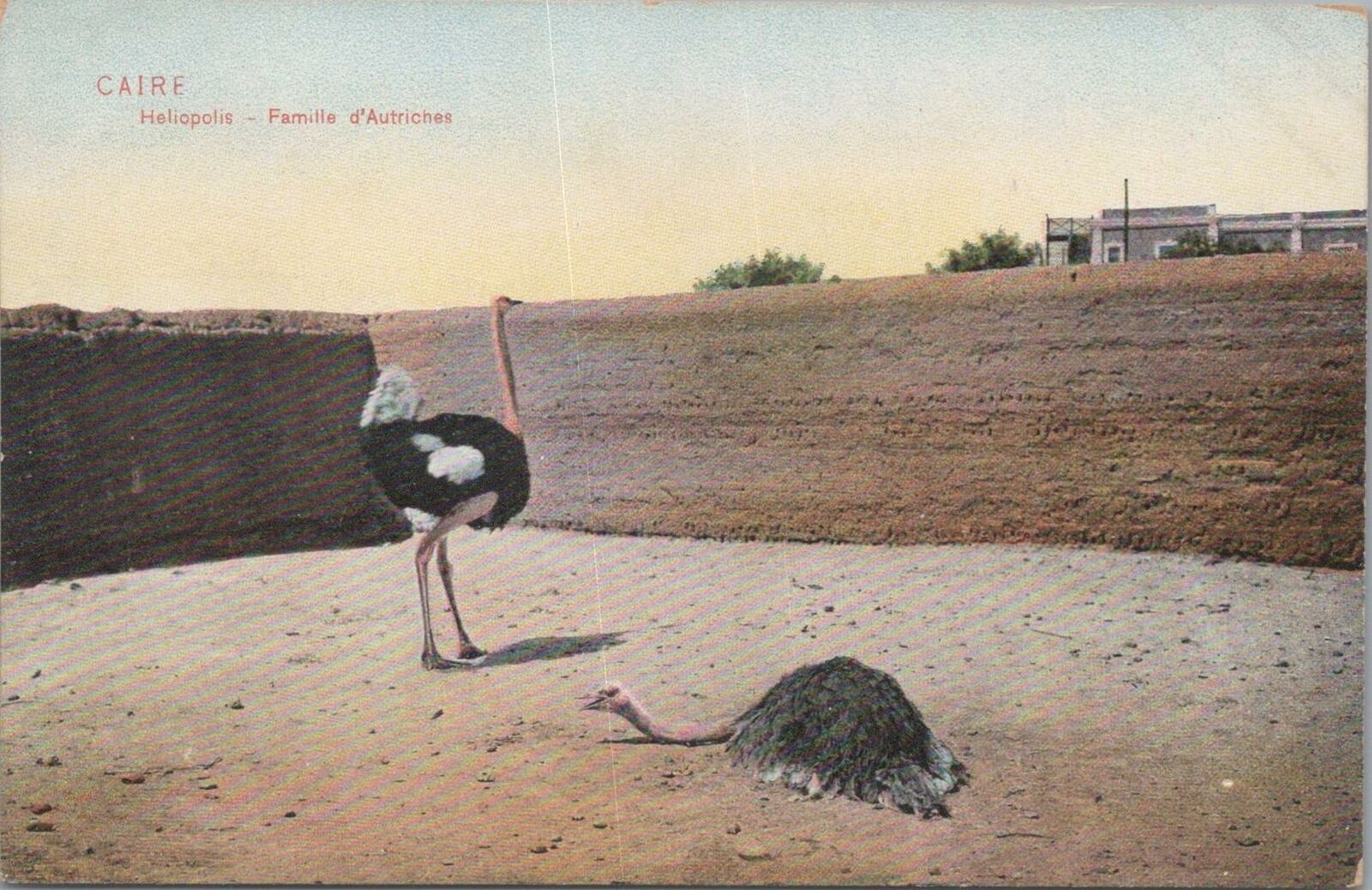Postcard Family Ostriches Heliopolis Cairo Egypt