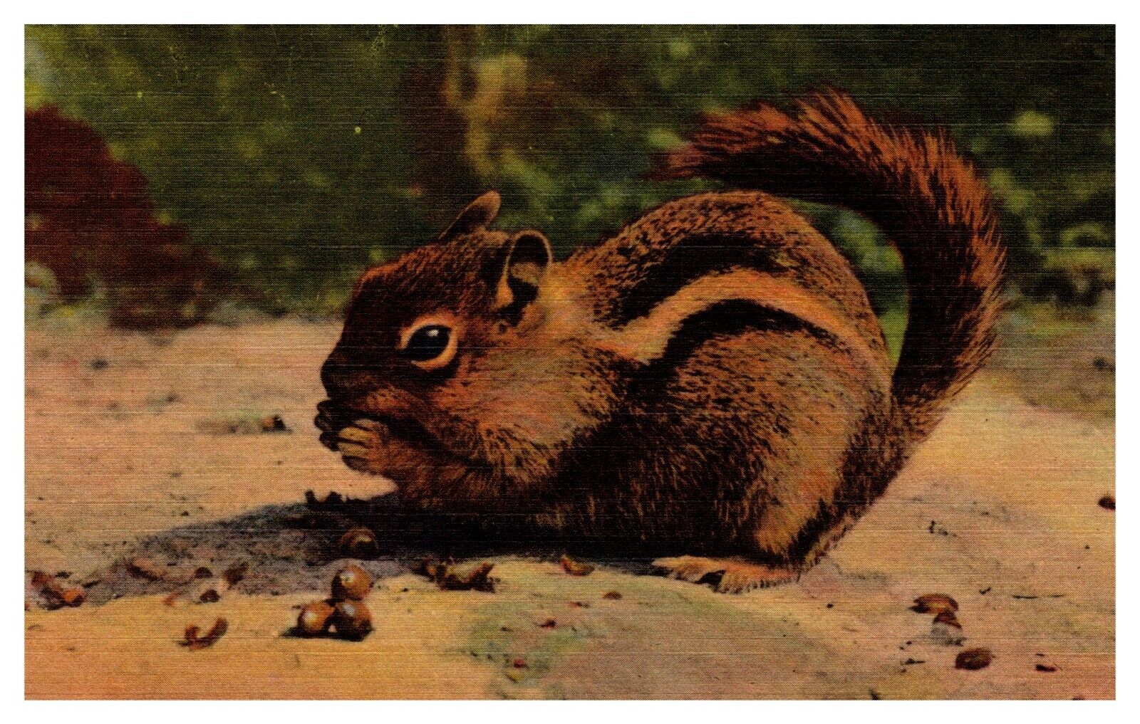postcard The Chipmunk-Ground Squirrel A2412