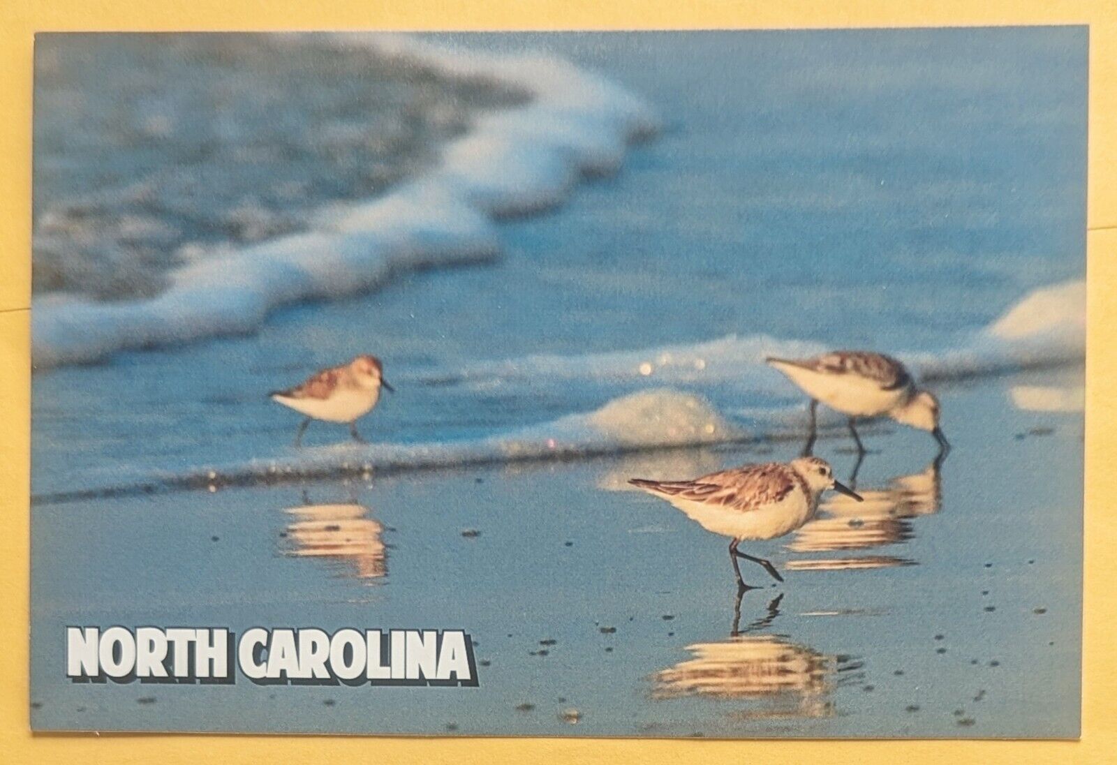 Postcard NC: Birds, Sandpipers. North Carolina 