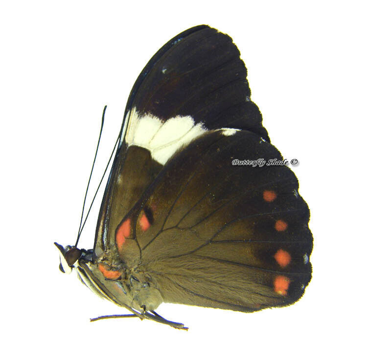 Unmounted Butterfly/Nymphalidae - Hamadryas arinome arinome, male, A-