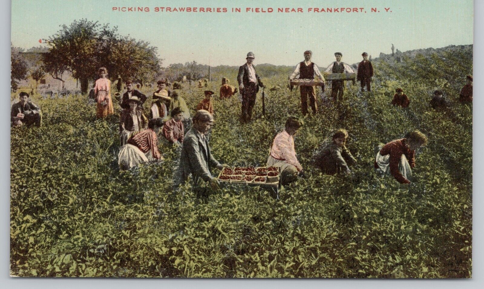 Postcard Frankfort New York Picking Strawberries In Field Near Frankfort N.Y.