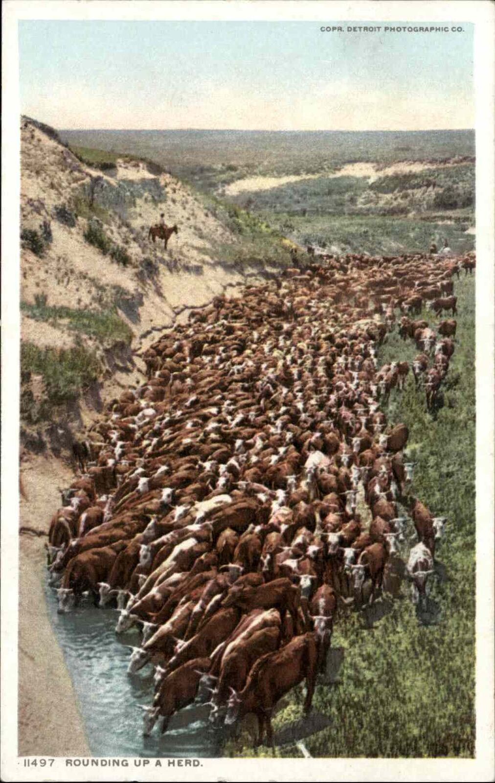 Cattle Rounding Up A Herd 11497 Detroit Publishing c1910 Postcard