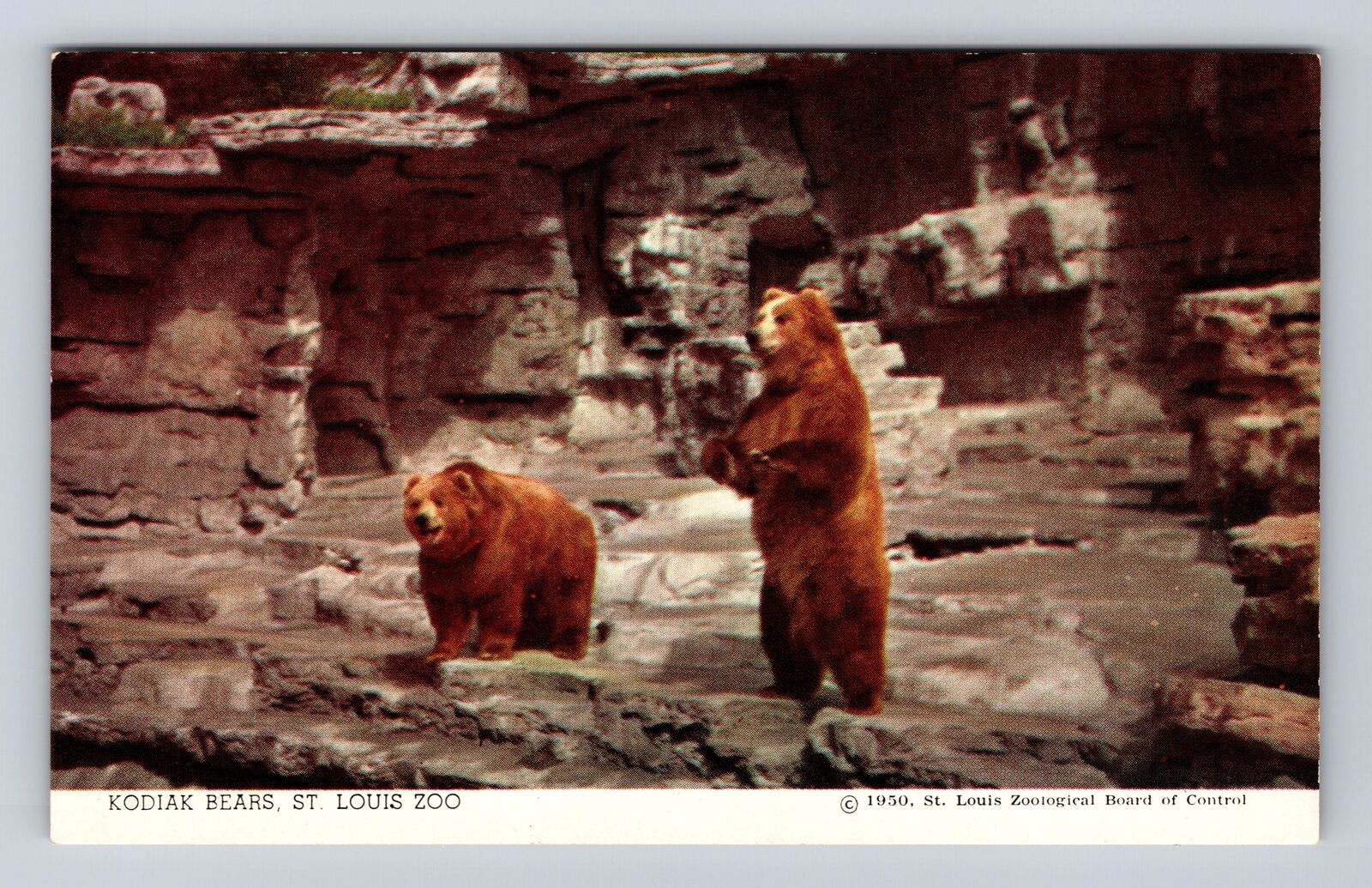 St Louis MO-Missouri, Kodiak Bears, St Louis Zoo, Antique, Vintage Postcard