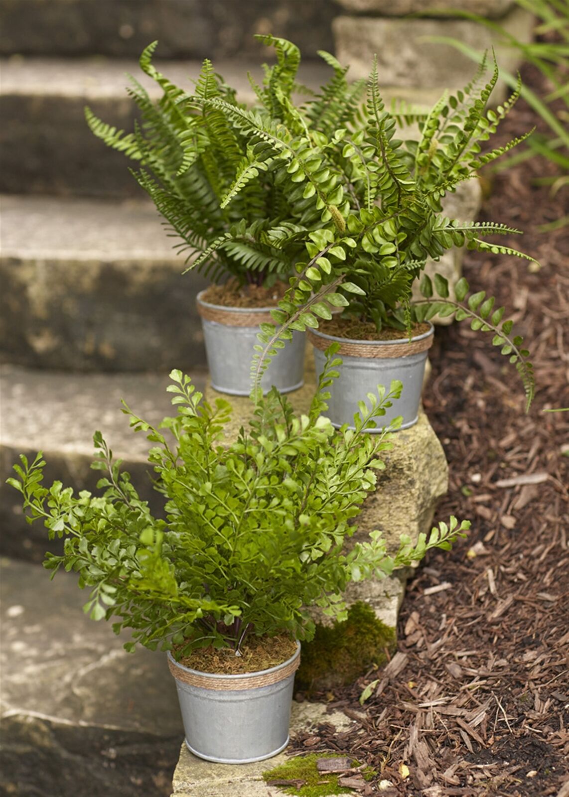 Melrose Assorted Fern Plant in Tin Pot with Jute Accent (Set of 3)