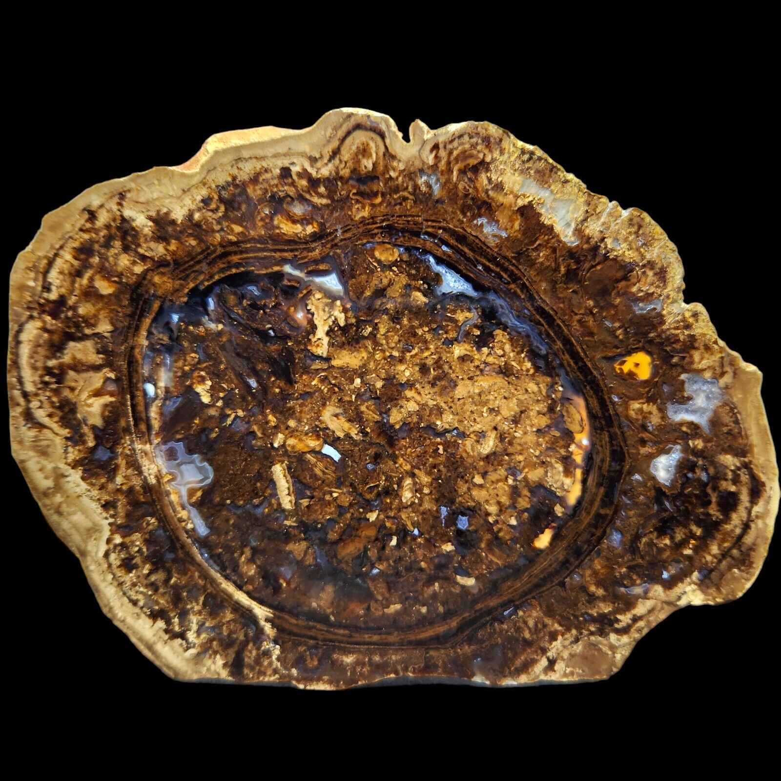 Polished Stromatolite Algae Covered Petrified Wood With Agate, Tonopah, NV, 101G