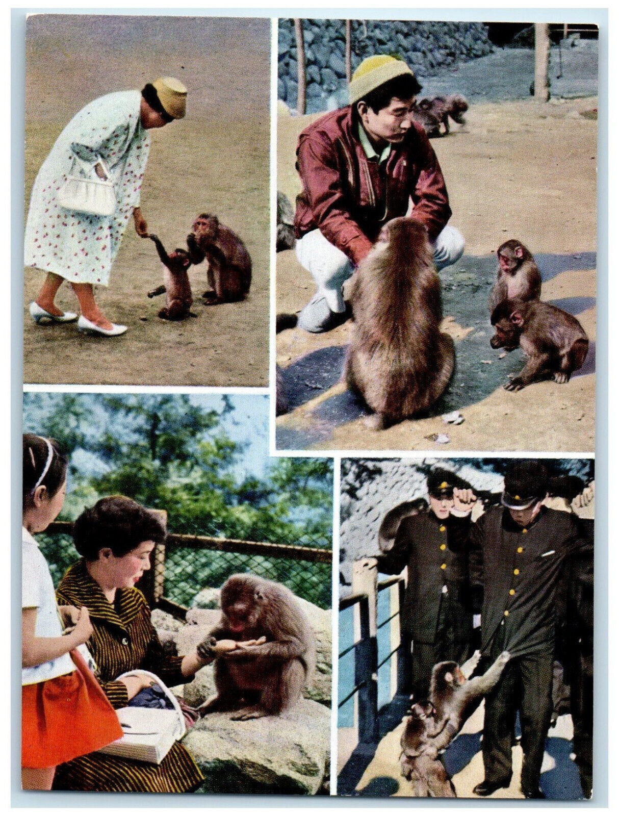 c1950\'s National Park Mt. Takasaki Oita Japan Animal Multiview Postcard
