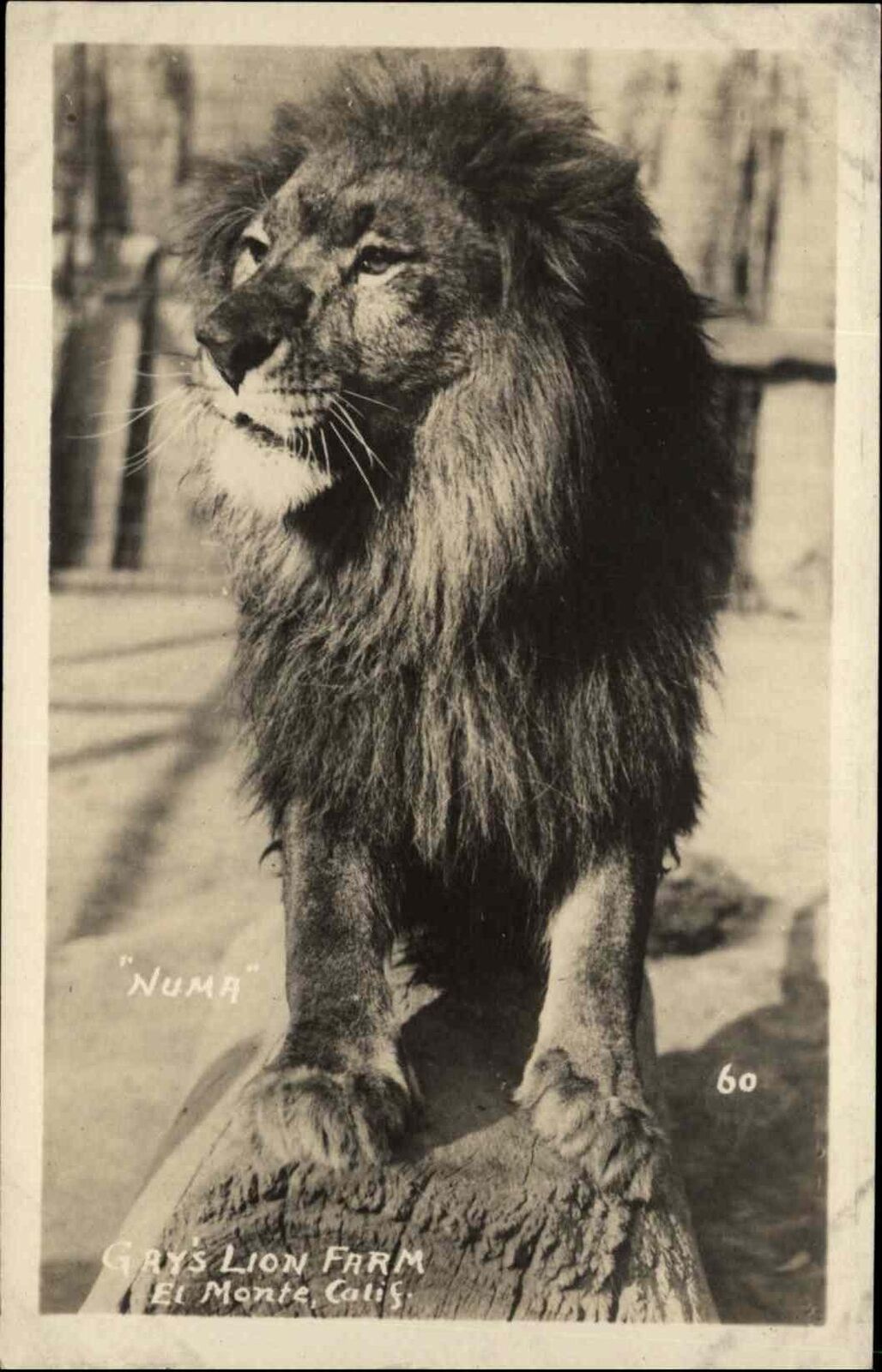 El Monte CA Gay's Lion Farm Numa Lion Real Photo RPPC Vintage Postcard