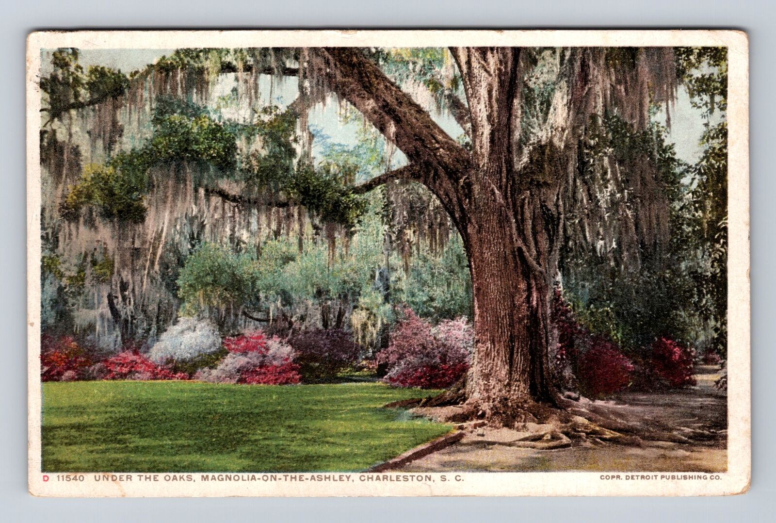 Charleston SC-South Carolina, Magnola On The Ashley, Oaks, Vintage Postcard