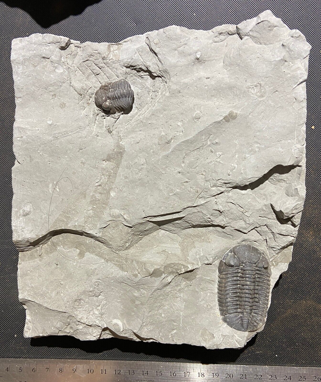 Large Silica fm trilobite plate with two fossil Eldredgeops -  Paulding, Ohio