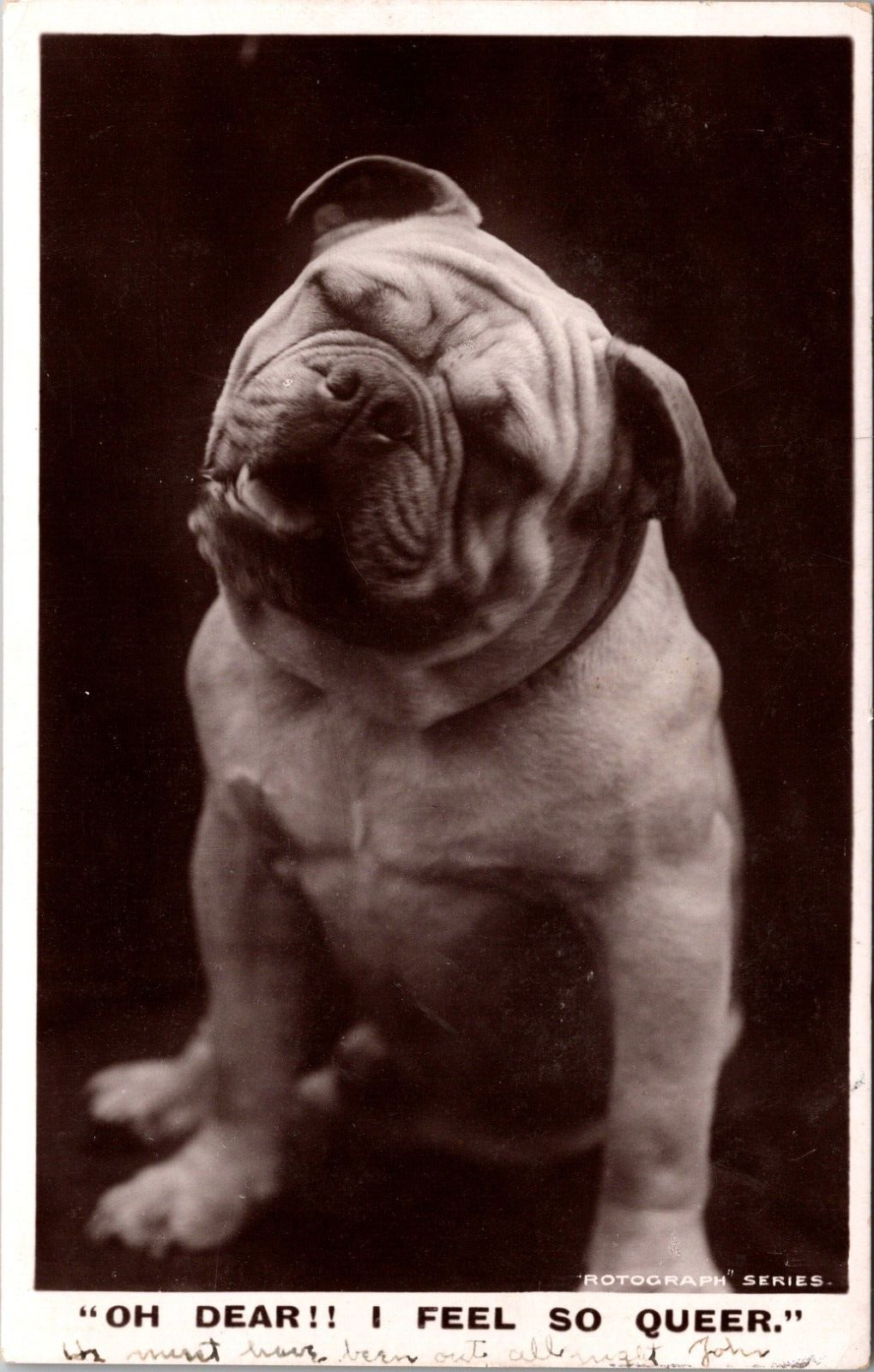 RPPC Postcard-English Bulldog \