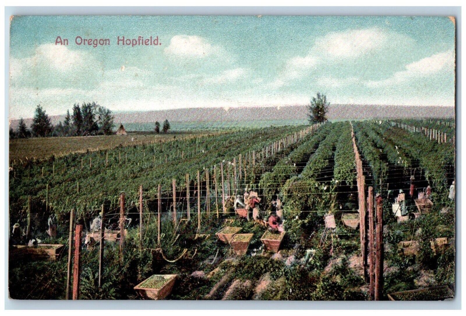 Irving Oregon OR Postcard An Oregon Hopfield c1910's Posted Antique