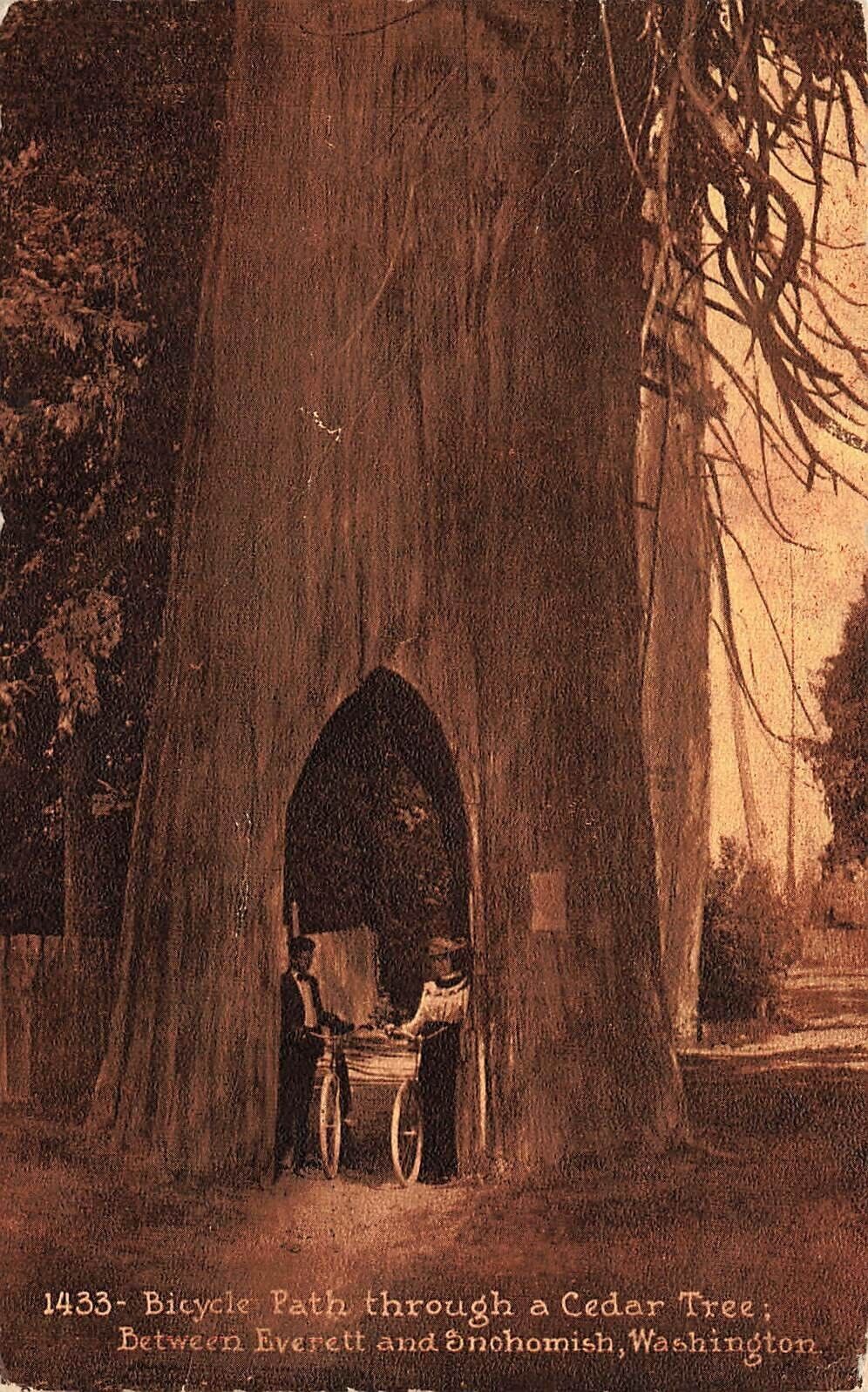 1913 WASHINGTON PHOTO POSTCARD: BICYCLE PATH THROUGH CEDAR TREE, WA