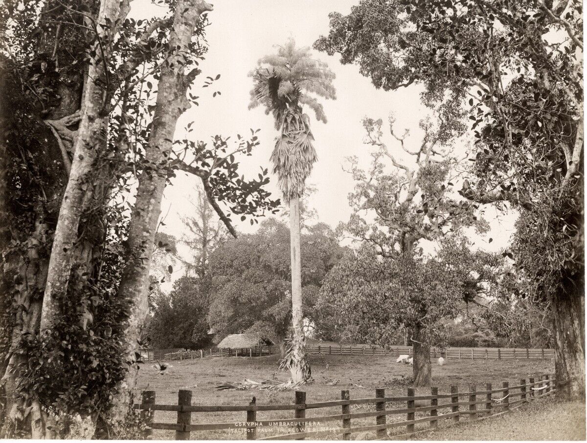 c.1880\'s PHOTO - CEYLON SRI LANKA TALIPOT PALM SCOWEN/APOTHECARIES