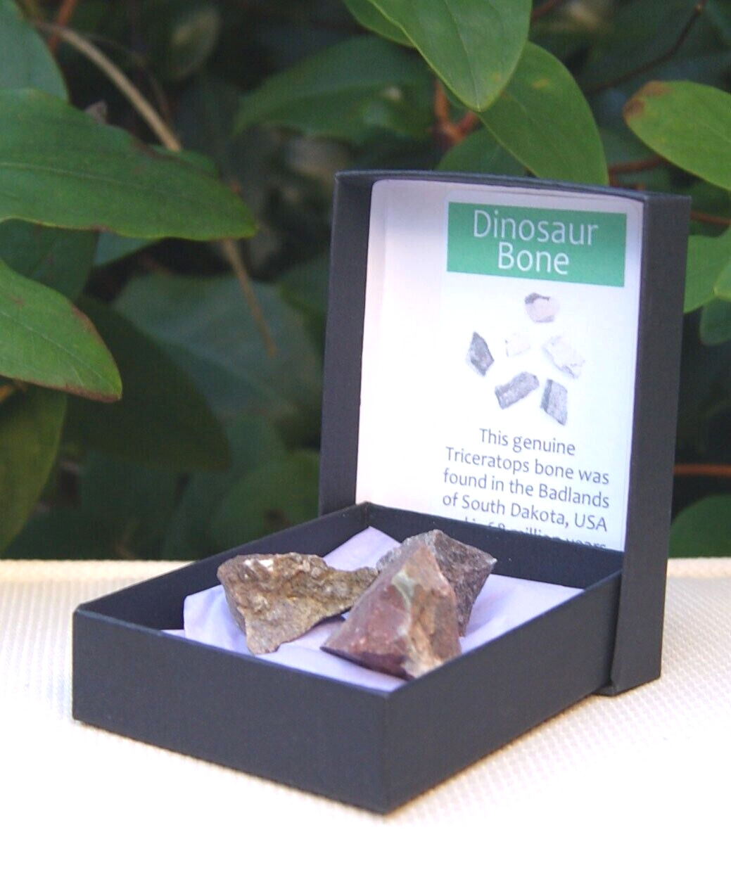 3 x 100% Genuine Triceratops Dinosaur Bone Fossil in Presentation Box 20-25mm