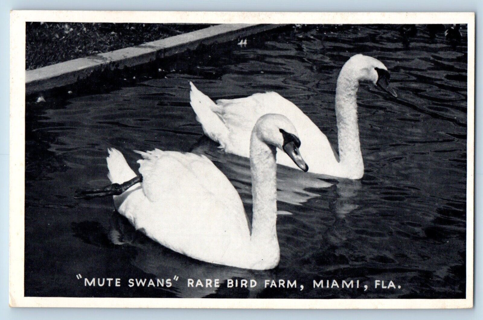 Miami Florida Postcard Mute Swans Rare Bird Farm Exterior c1940 Vintage Antique