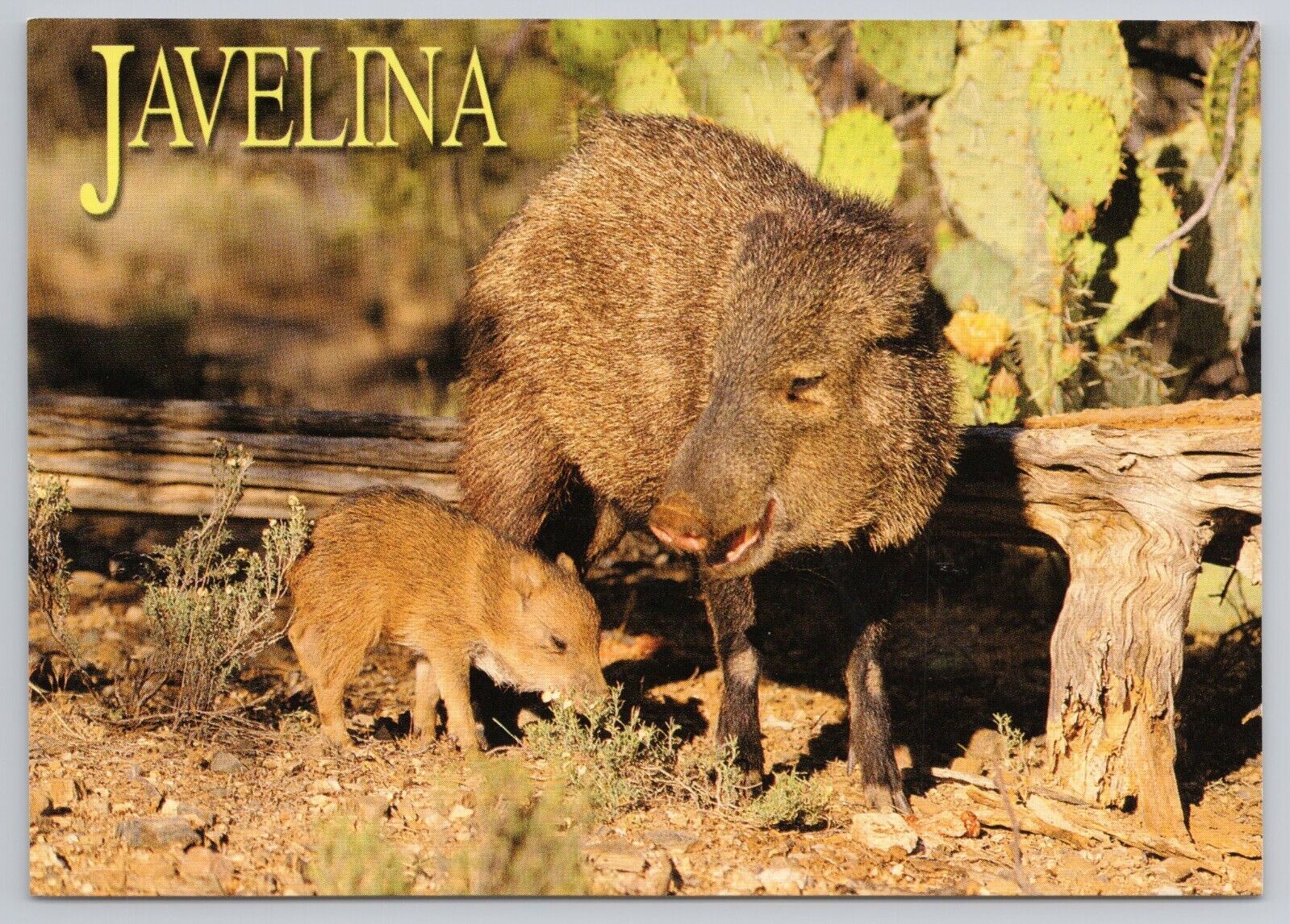 Postcard Javelina Native Pig to America