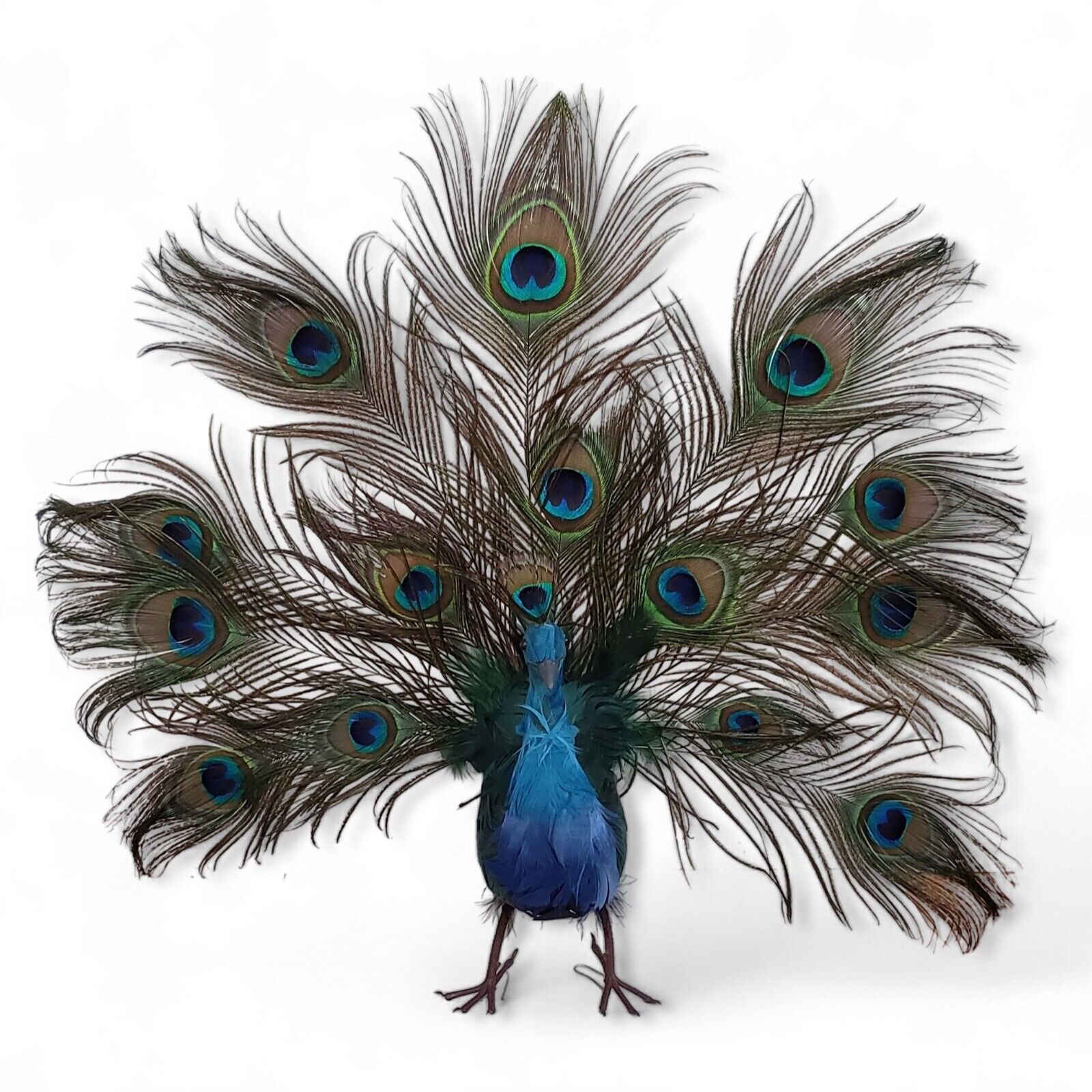 Vintage Open Tail Colorful Feathered Peacock 17