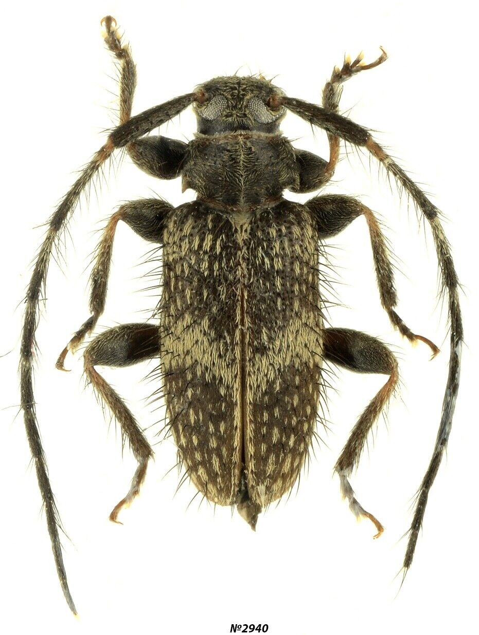 Coleoptera Cerambycidae Exocentrus guttulatus N Thailand 6mm