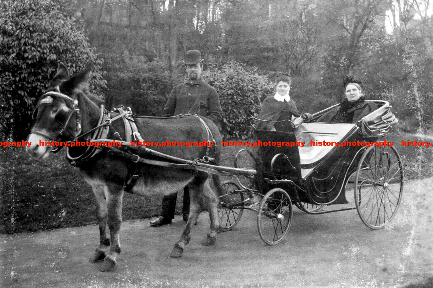 F014566 Womens Horse Drawn Cart and Donkey Bournemouth Salisbury