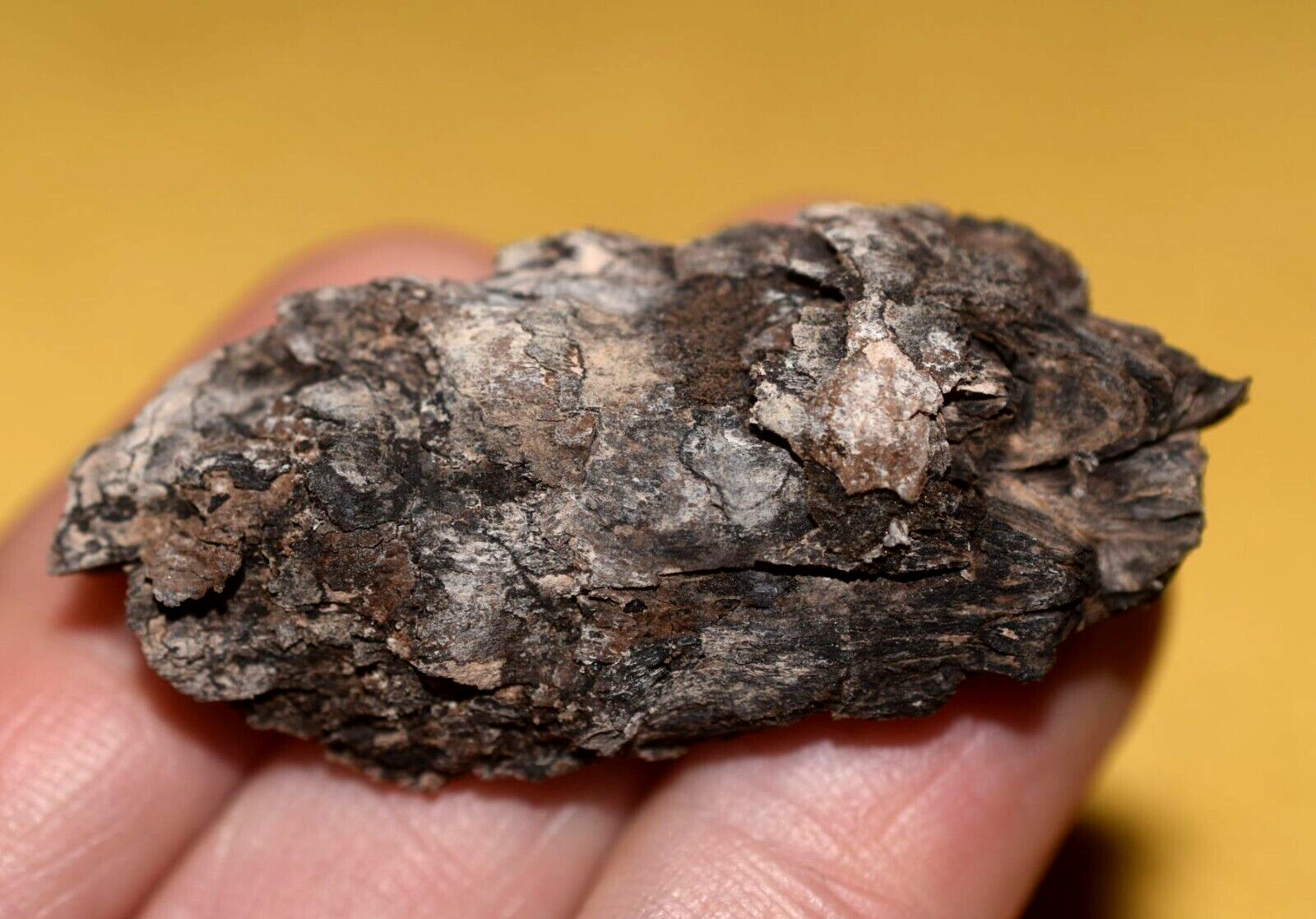 Rare Fossil Compressed Spruce Cone Mid Miocene Pinecone Virgin Valley, Nevada