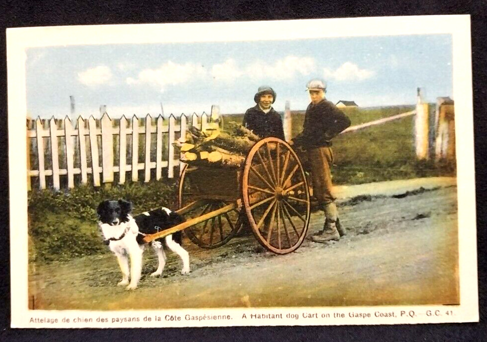 Postcard Canada A Habitant Dog Cart On The Gaspe Coast Quebec Children