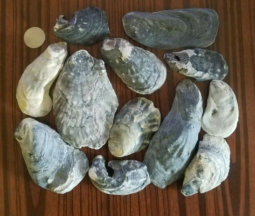 Lot of 12 Natural Atlantic Oyster Shells 2¼\