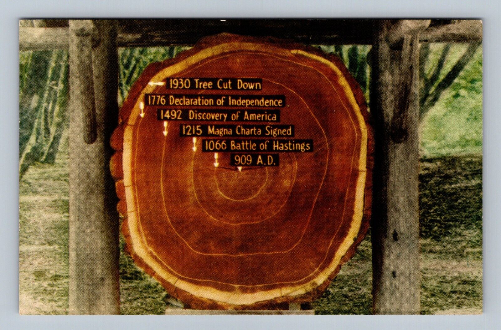Postcard 1930 Tree Cut Down Rings 1776, 1492