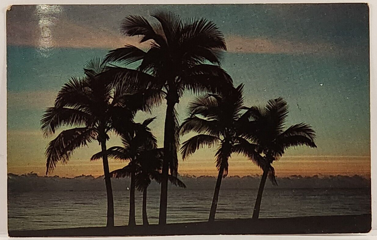 Postcard A Florida Sunrise Palm Trees Vintage