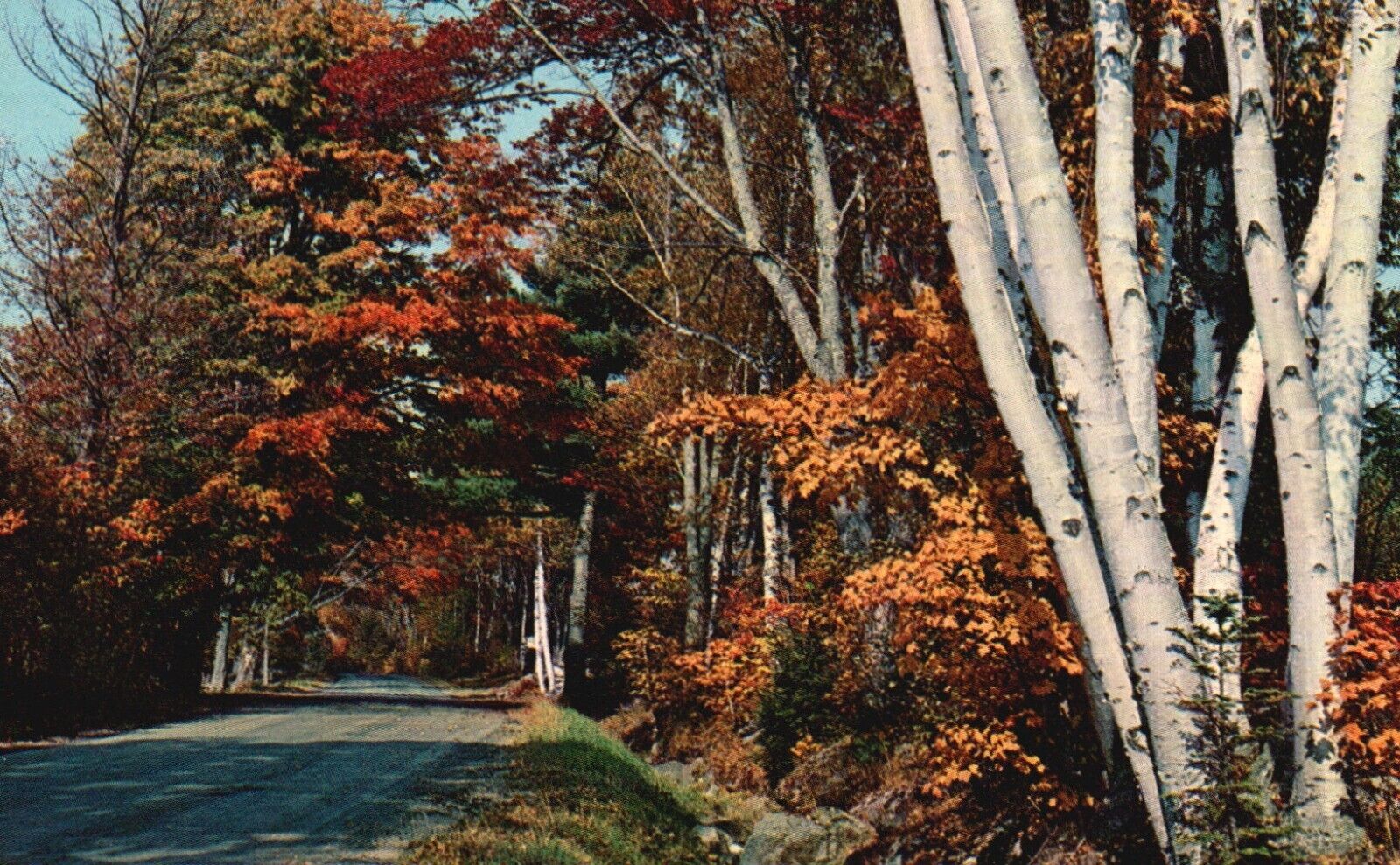 Postcard MA Fall in Country Massachusetts Birches Fall Foliage Vintage PC G6266
