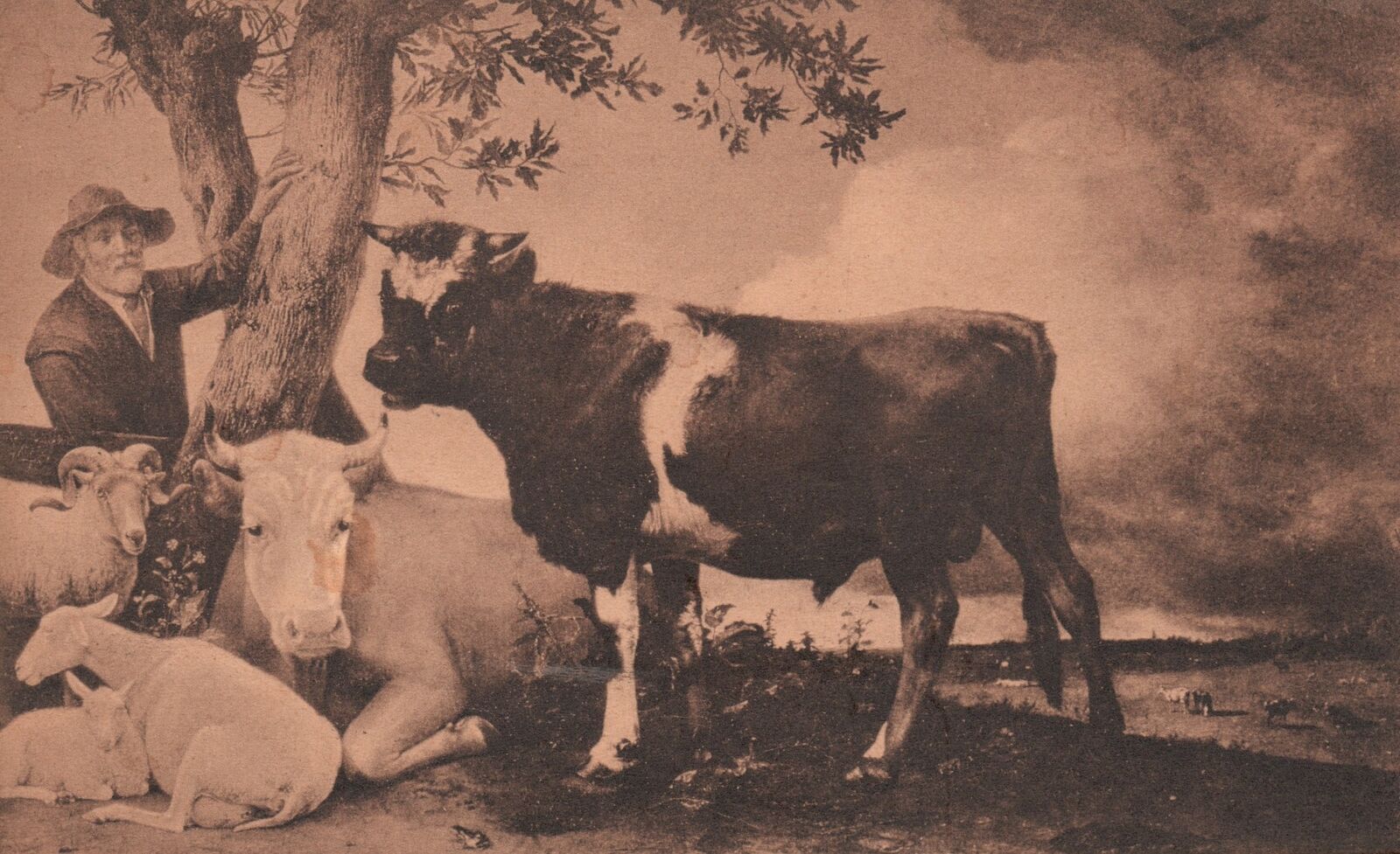 Vintage Postcard Pulus Potter De Jonge Stier Far Famed Bull Cow Sheeps Goats
