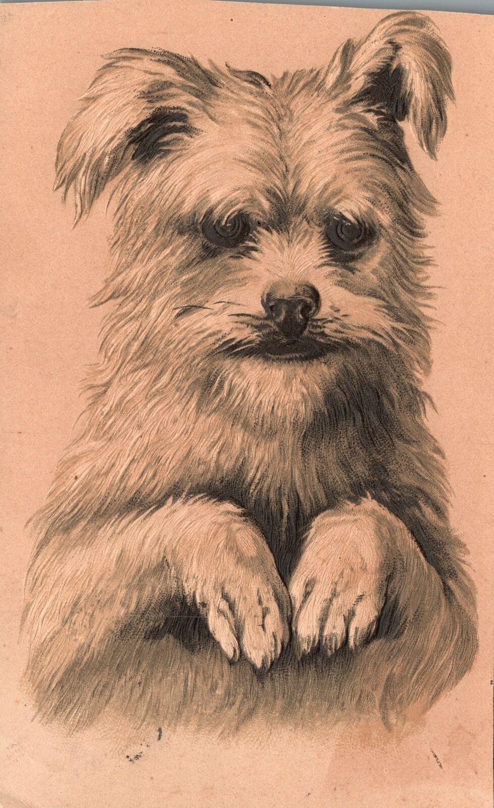 Vintage Postcard Yorkshire Terrier Energetic & Affectionate Dog Animal Artwork