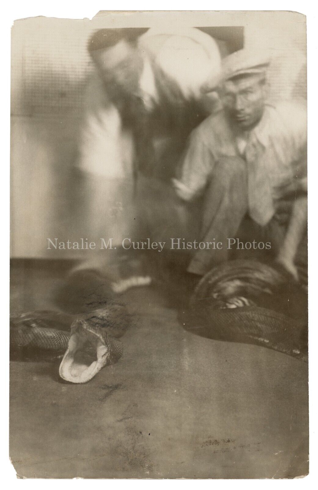 1920s Anaconda Snake & Circus / Carnival Handlers Photobooth Photo