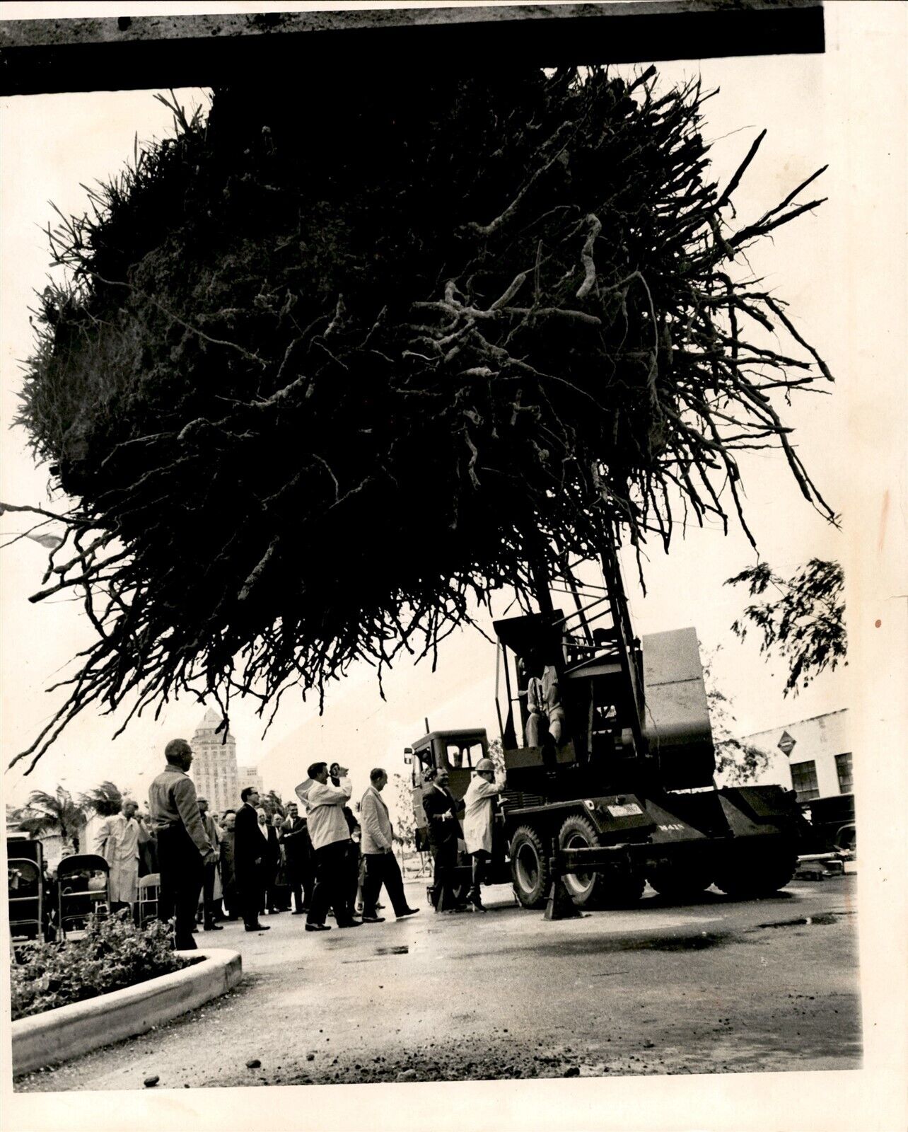 LD307 1965 Original Tom McCarthy Photo MIAMI BEAUTIFICATION PROGRAM PALM TREE