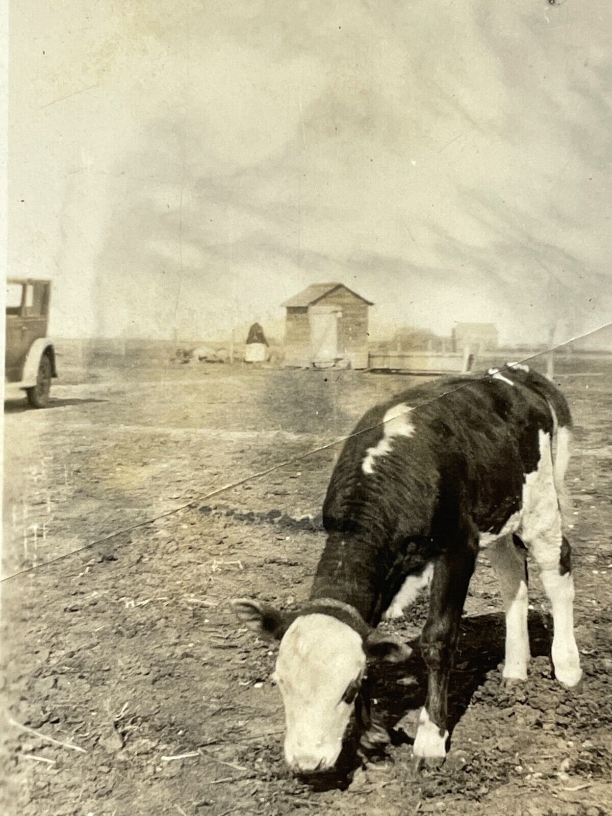 W9 Photograph Artistic View Cow In Country On Farm Shadow Photographer *Creased*