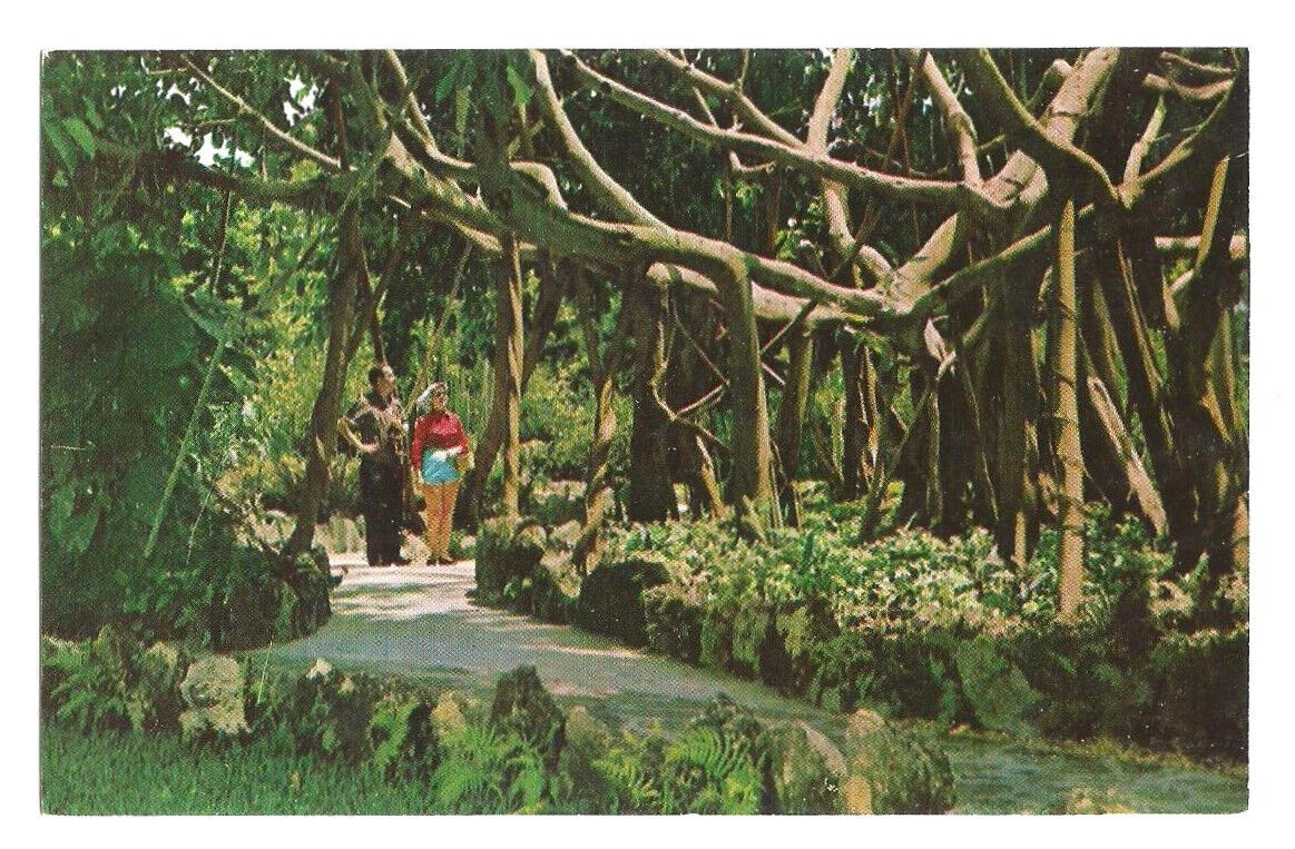 Miami Florida FL Postcard Banyan Tree Parrot Jungle