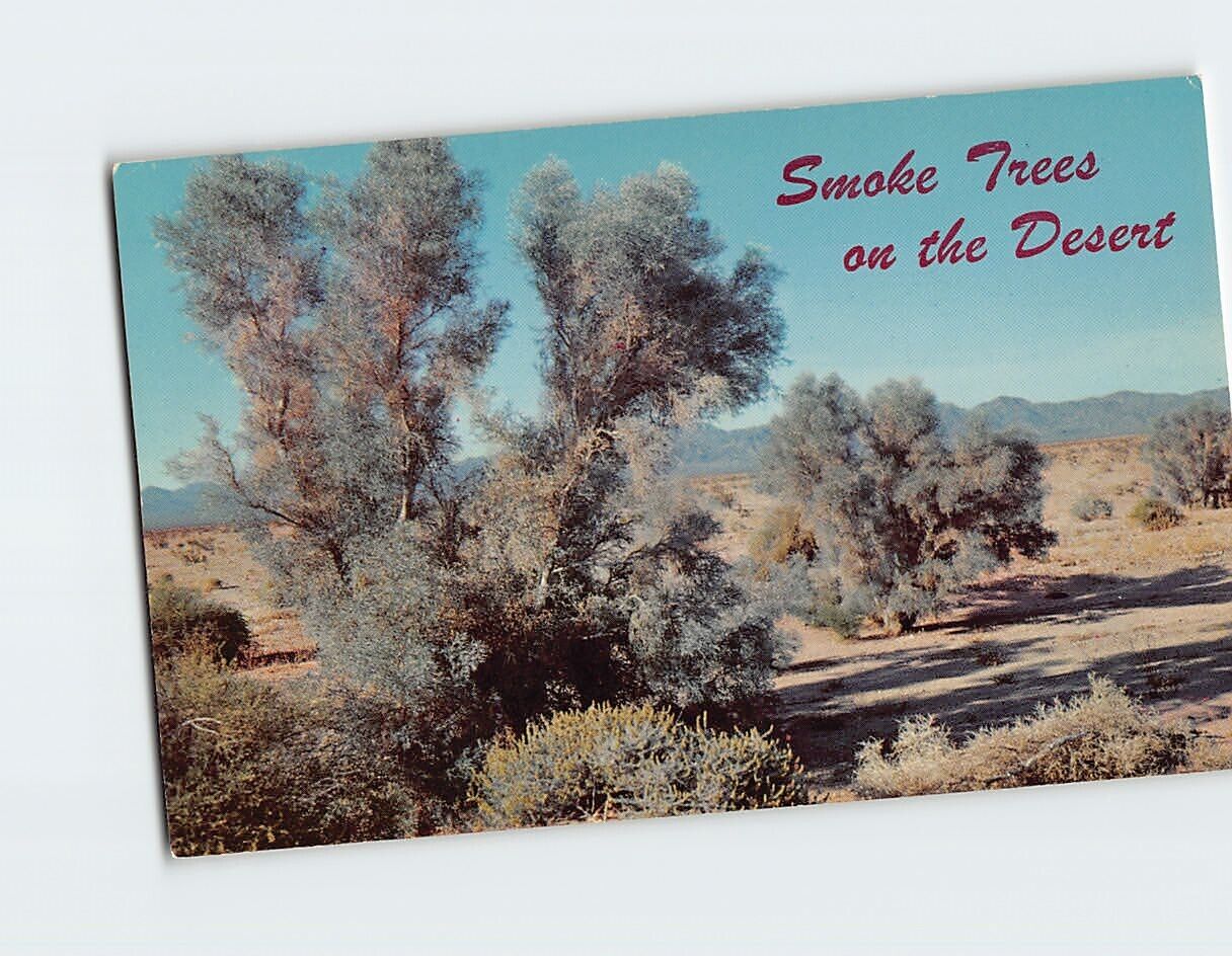 Postcard Smoke Trees In A Desert Wash USA