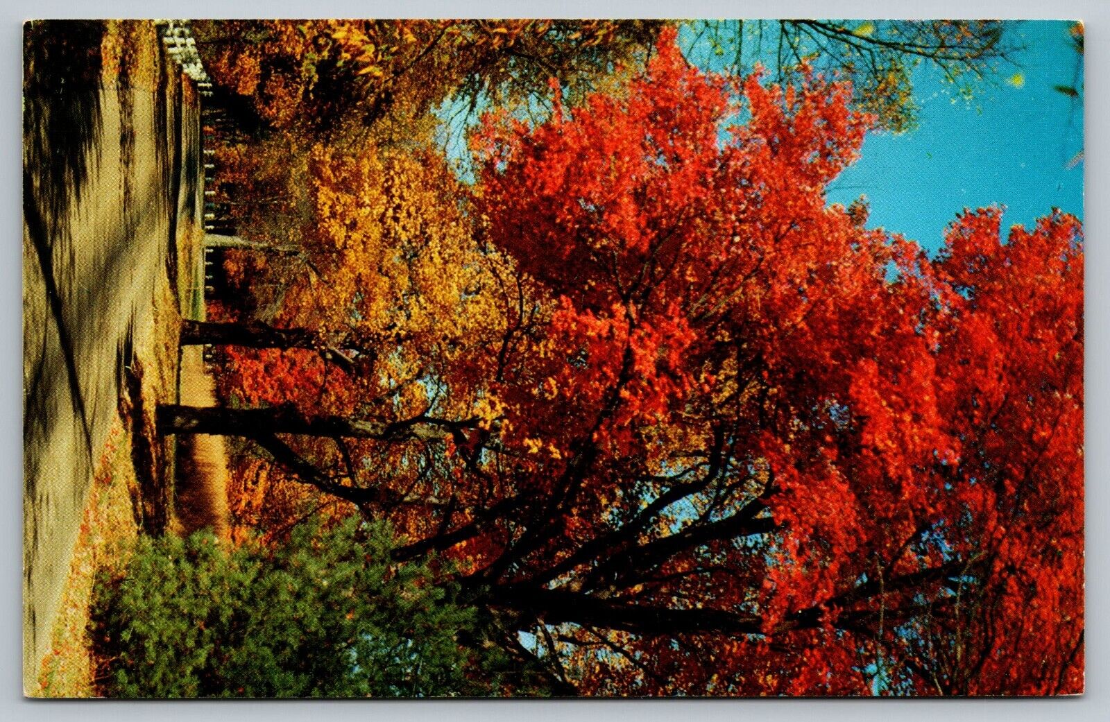 Postcard - Magnificent Autumn