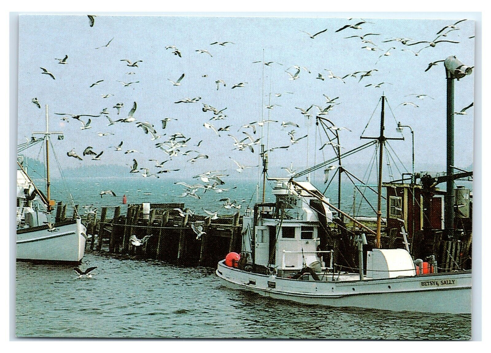 Postcard Sea Gulls swarm Arrival of Fishing Boats in Stonington ME Maine MS369