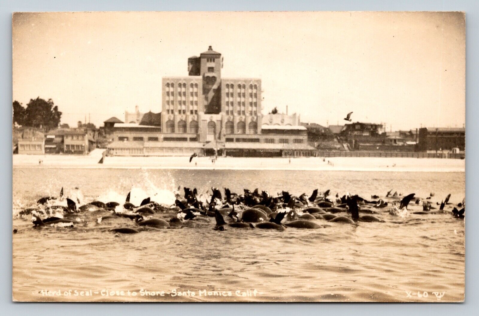 c1948 RPPC Santa Monica CA Herd Of Seal By The Shore VINTAGE Postcard