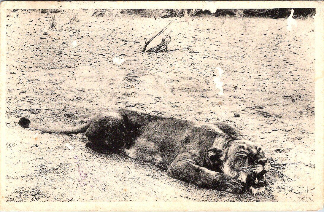 1918, LIONS, Lioness in MOZAMBIQUE Postcard