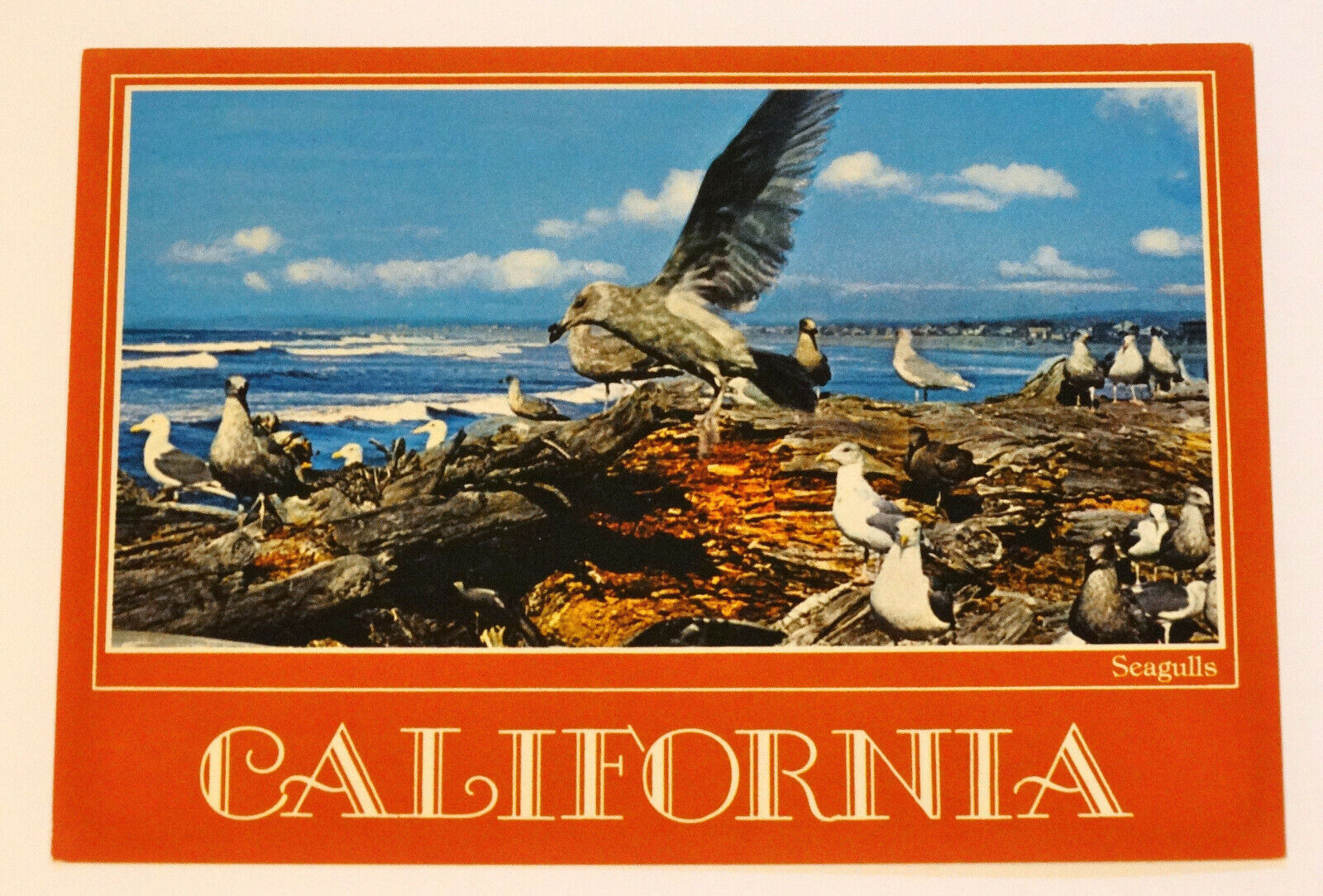 California Sea Gulls CA Postcard Ocean Vintage