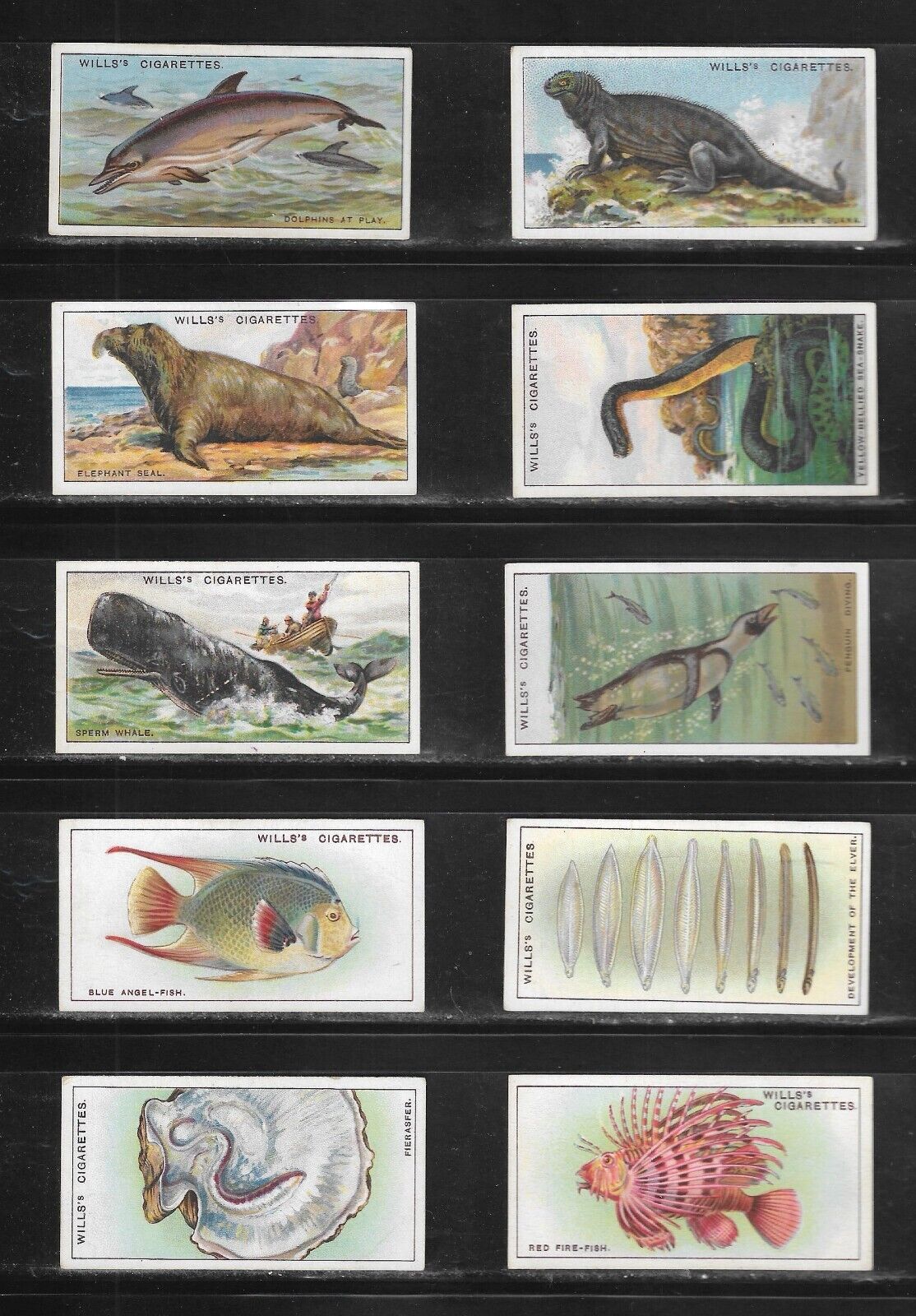 Wills 1928 WONDERS OF THE SEA set cigarette cards