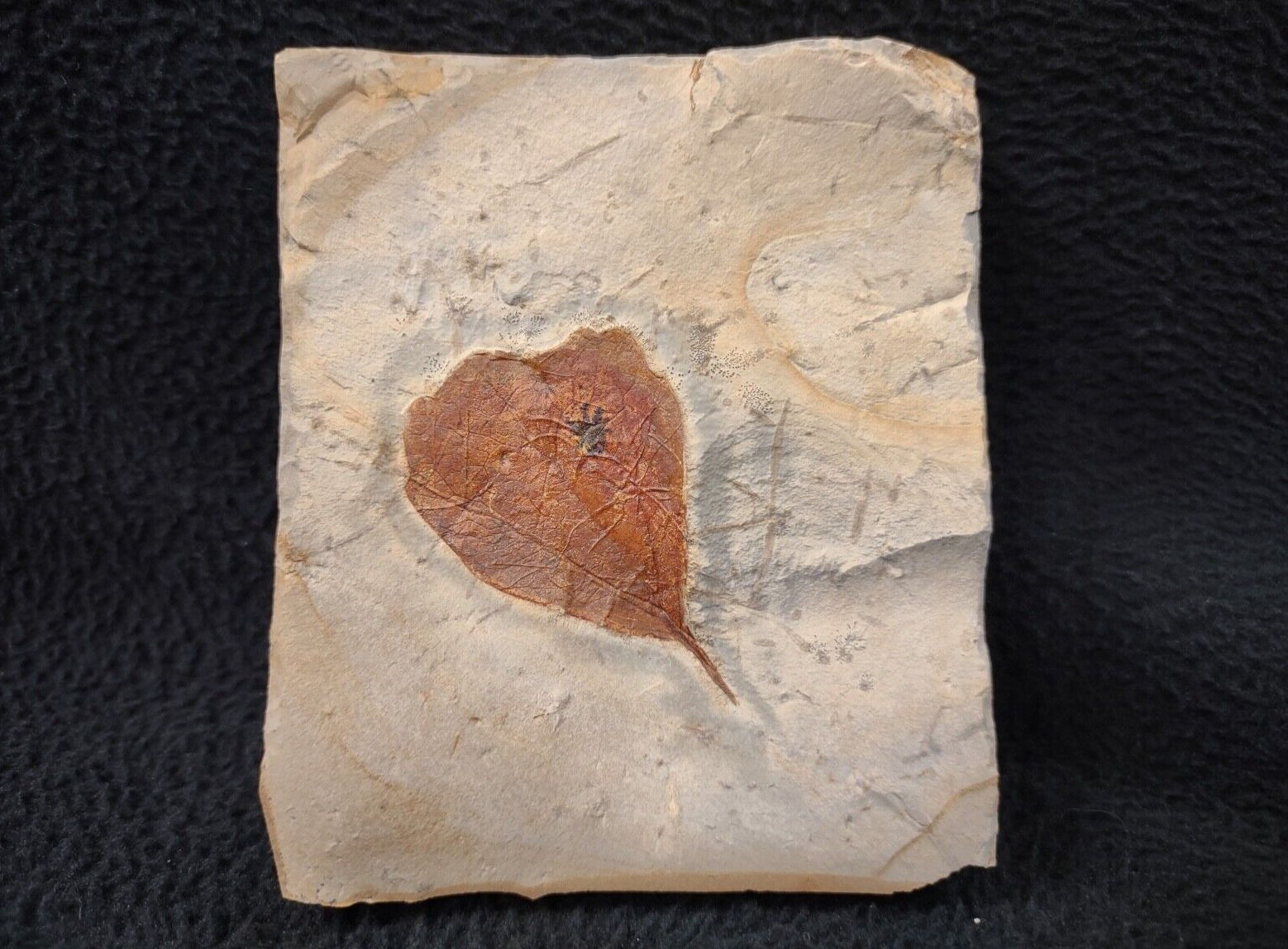 Rarely Seen Leaf Fossil, Fort Union Formation, Glendive, MT