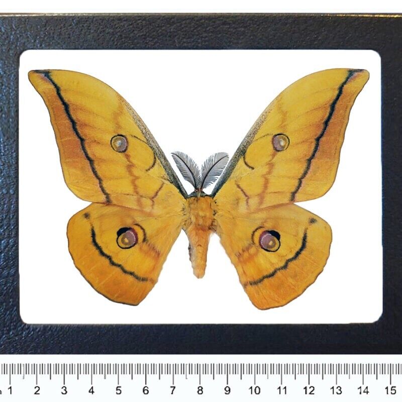 Antheraea mylitta yellow saturn moth Indonesia FRAMED