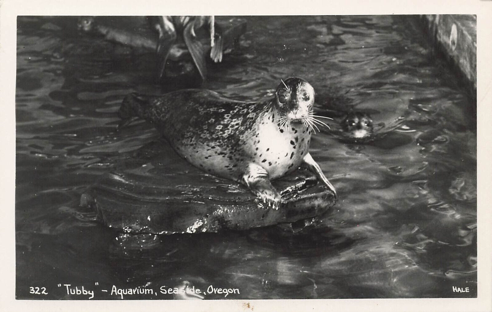 TUBBY THE SEAL AT AQUARIUM REAL PHOTO POSTCARD SEASIDE OR OREGON 1940s RPPC