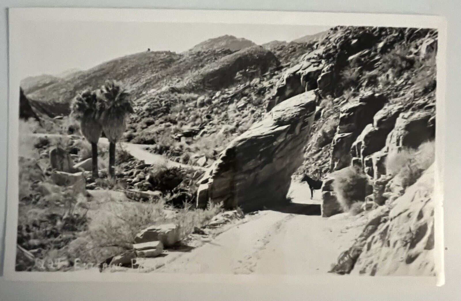 California Vintage Entrance To Palm Canyon Palm Beach Black White Postcard Photo