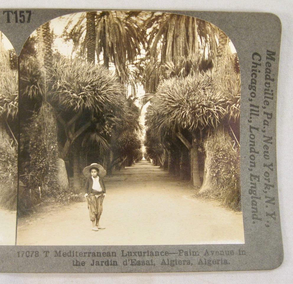 Stereoview Keystone 17078 T Palm Avenue In Jardin d\'Essal Algiers Algeria (O)