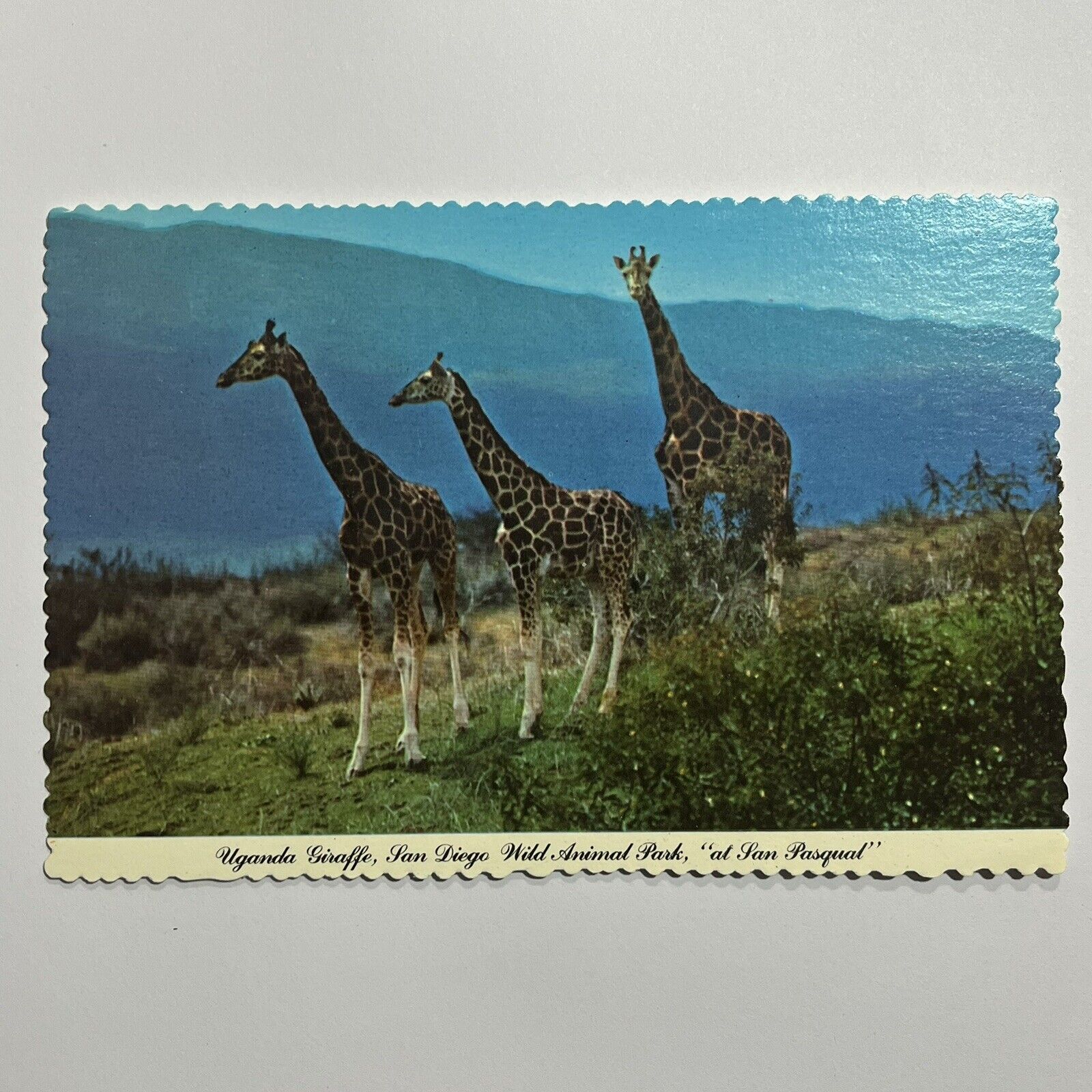 Vintage Postcard California San Diego Zoo USA - Giraffes ⭐️
