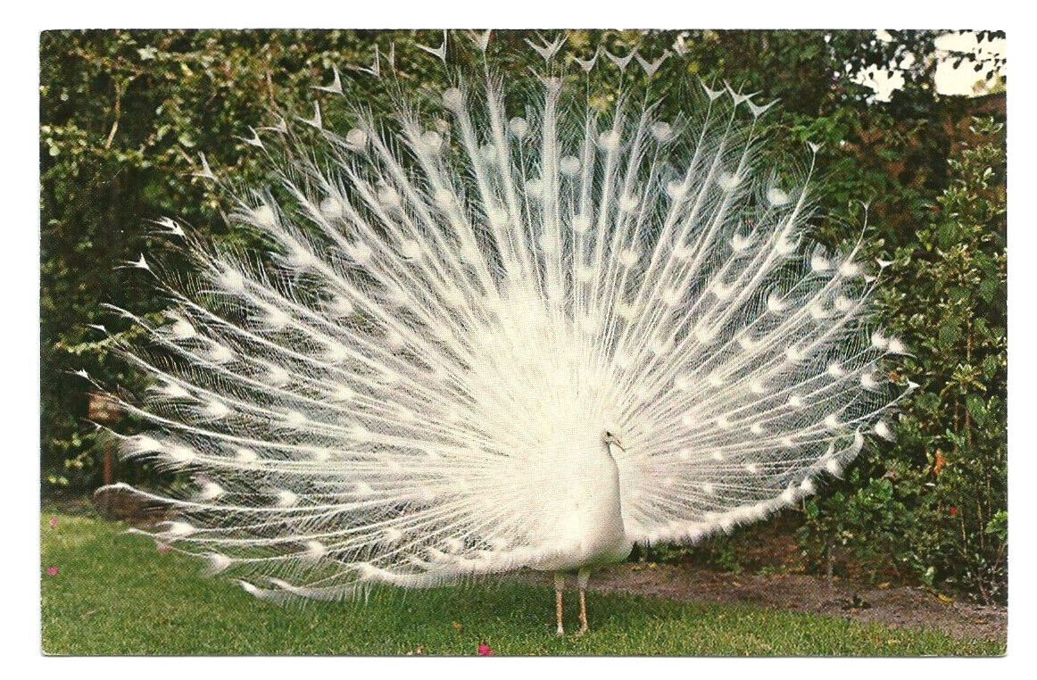 FL Postcard Florida Sarasota Jungle Gardens Peacock