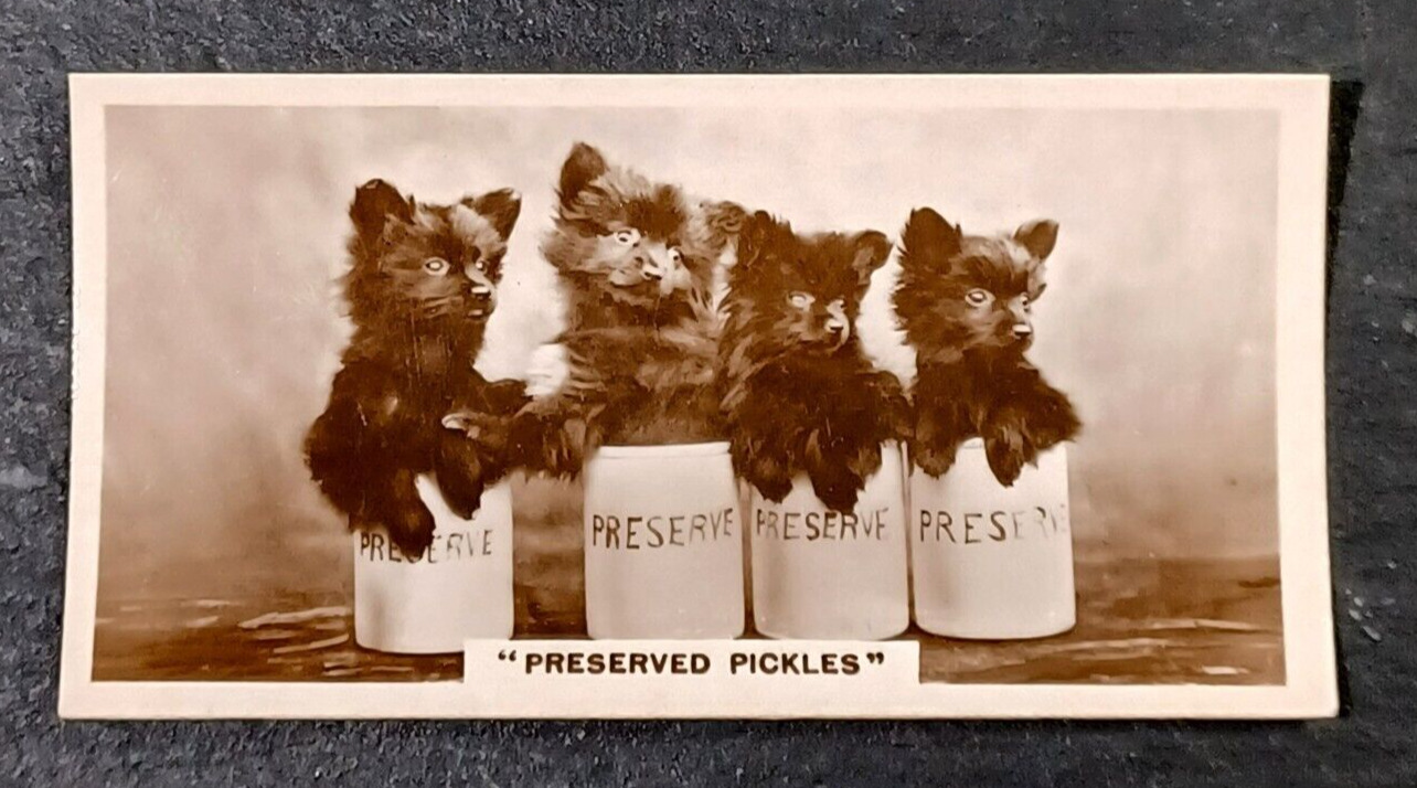1931 De Reszke Cigarettes Cards Real Photographs 3RD Series #16   DESK-13
